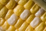 Creamed Corn Casserole