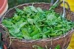 Spinach Salad